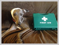 first aid for dogs